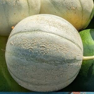 Melon cantaloup